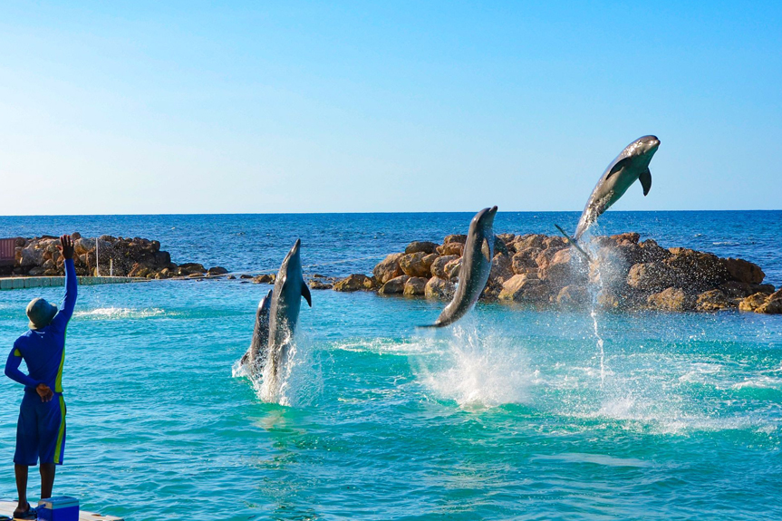 Dolphin Cove Negril image 1