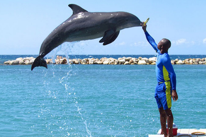 Dolphin Cove Negril thumbnail 2