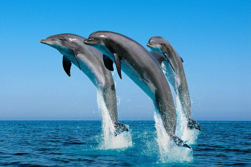 Dolphin Cove Negril thumbnail 3