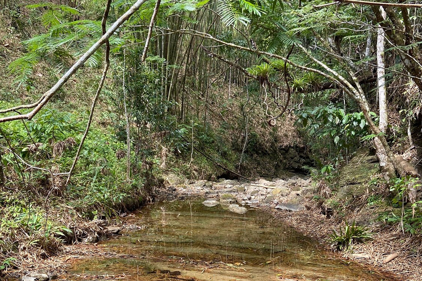 Jungle Hike Adventure thumbnail 2