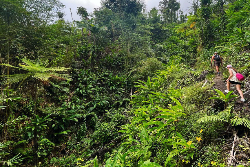 Jungle Hike Adventure thumbnail 3